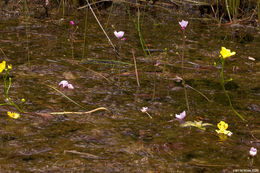 Слика од Utricularia floridana Nash