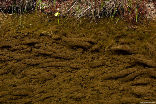 Image of Florida Yellow Bladderwort