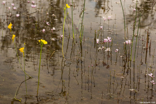 Слика од Utricularia floridana Nash