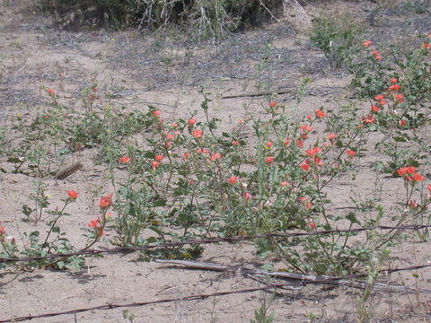 Image of gooseberryleaf globemallow