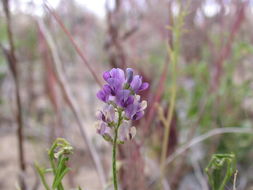 Imagem de <i>Ladeania lanceolata</i>