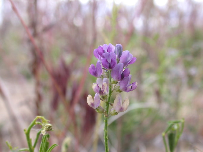 Imagem de <i>Ladeania lanceolata</i>