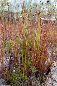 Image of threadleaf sundew