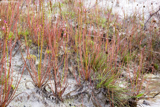 Image de Drosera filiformis Raf.