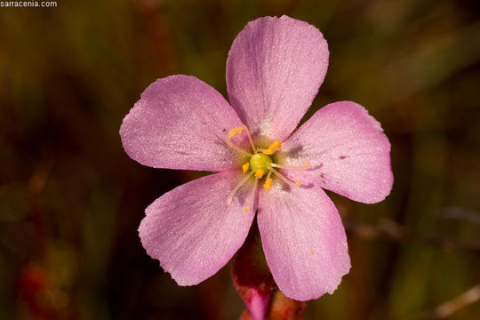 Image of threadleaf sundew