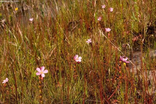 Image de Drosera filiformis Raf.