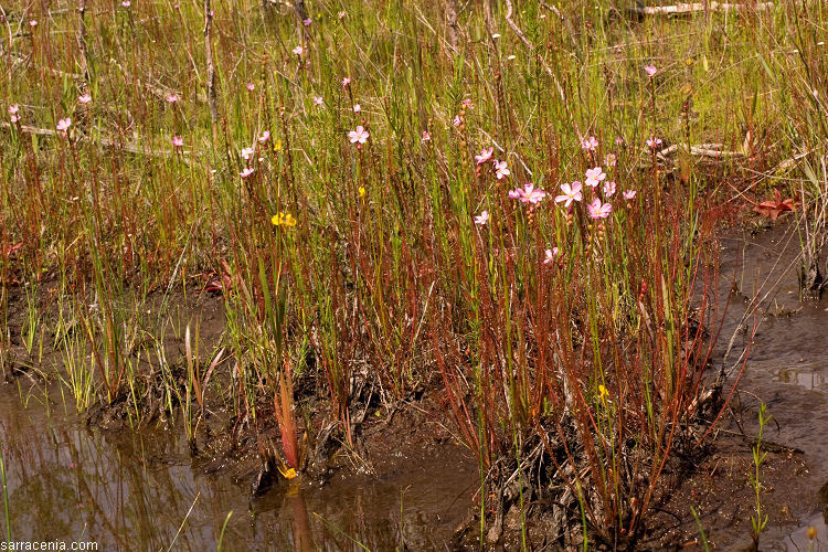 Image of threadleaf sundew