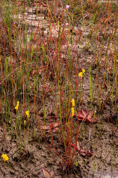 Image de Drosera filiformis Raf.