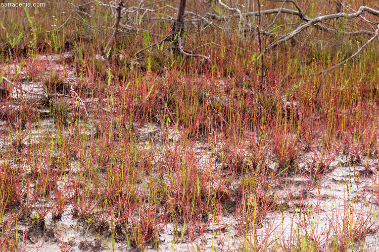 Image of threadleaf sundew