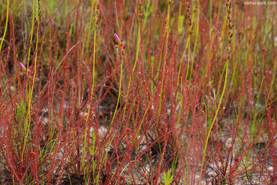 Image de Drosera filiformis Raf.