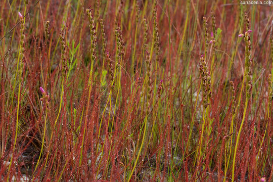 Image de Drosera filiformis Raf.