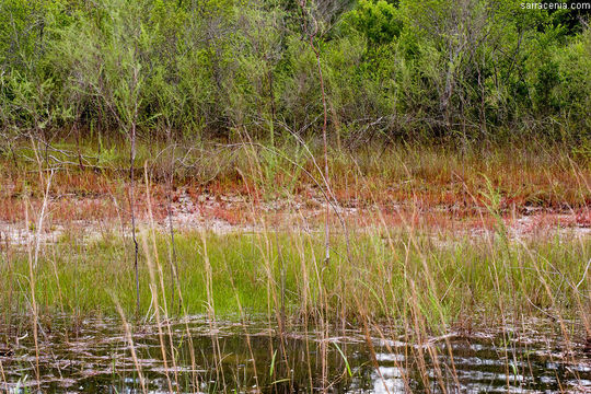 Image de Drosera filiformis Raf.