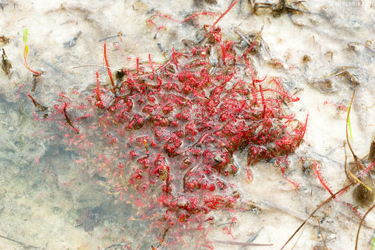 Image de Drosera filiformis Raf.