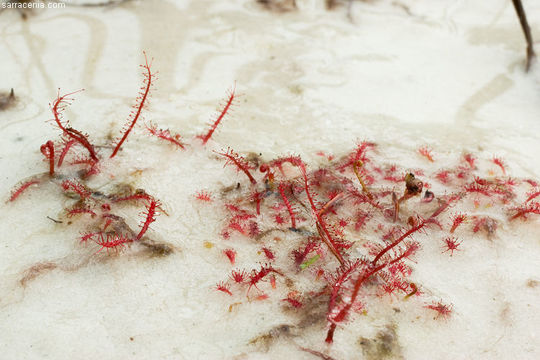 Image de Drosera filiformis Raf.