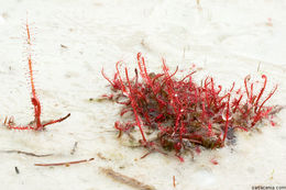 Image of threadleaf sundew