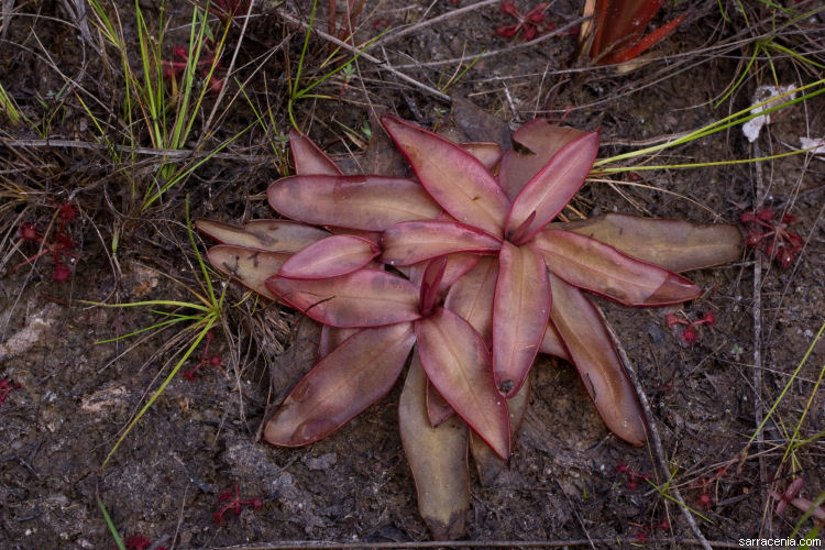 Image of Chapman's Butterwort