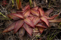 Image of Chapman's Butterwort