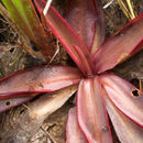 Sivun Pinguicula planifolia Chapm. kuva
