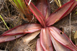 Image of Chapman's Butterwort