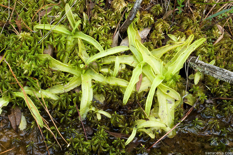 Image of southern butterwort