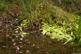 Image of southern butterwort