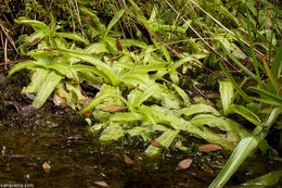 Image of southern butterwort