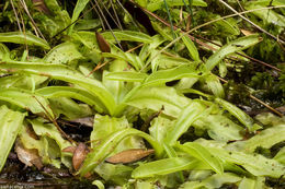 Image of southern butterwort