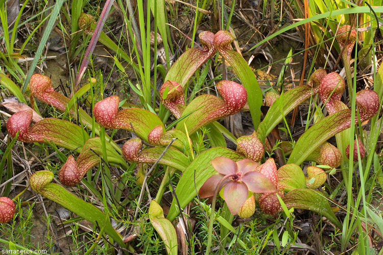 Plancia ëd Sarracenia psittacina Michx.