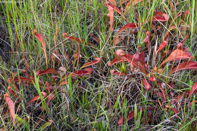 Plancia ëd Sarracenia psittacina Michx.