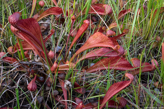 Image of parrot pitcherplant