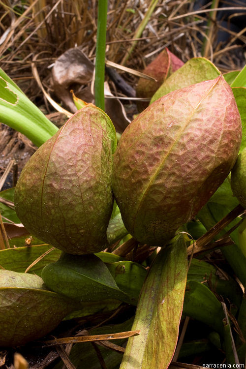 Plancia ëd Sarracenia psittacina Michx.