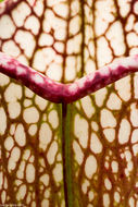 Image of crimson pitcherplant