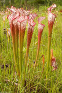 Image of crimson pitcherplant