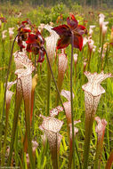 Image of crimson pitcherplant