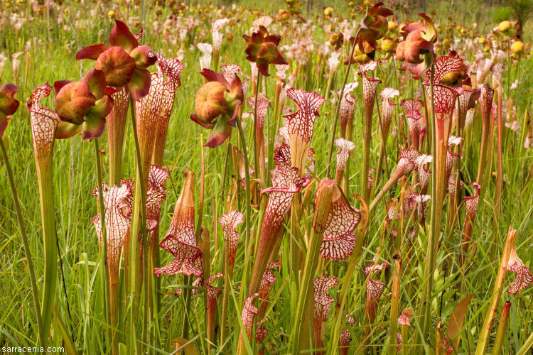 Image of crimson pitcherplant