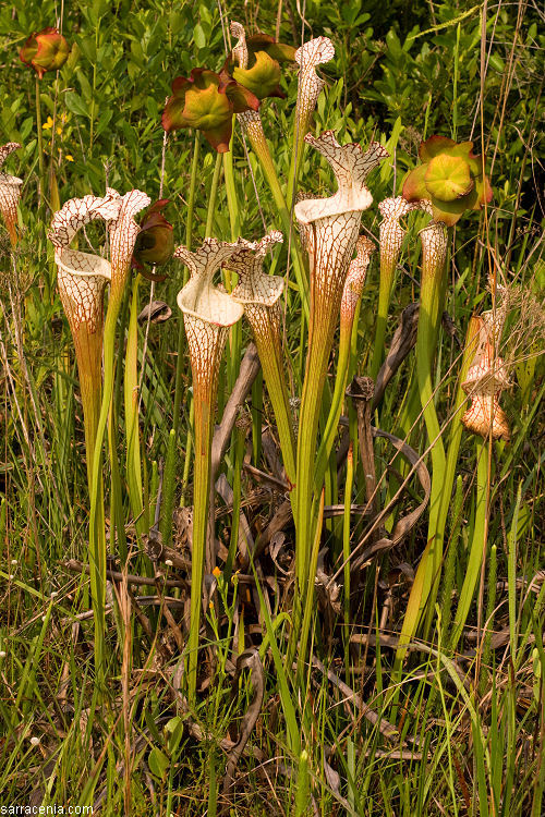 Image of crimson pitcherplant