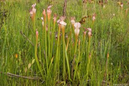 Image of crimson pitcherplant