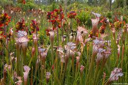 Image of crimson pitcherplant