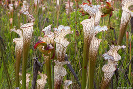 Image of crimson pitcherplant