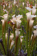 Image of crimson pitcherplant