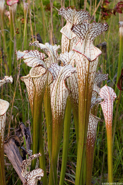 Image of crimson pitcherplant