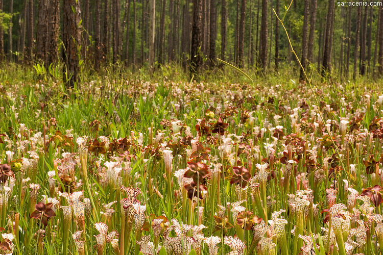 Image of crimson pitcherplant