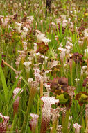 Image of crimson pitcherplant