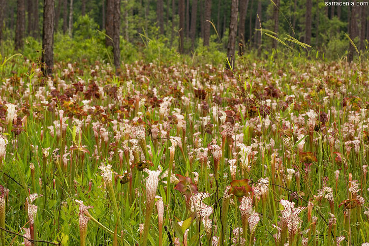 Image of crimson pitcherplant