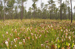 Image of crimson pitcherplant