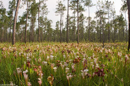 Image of crimson pitcherplant