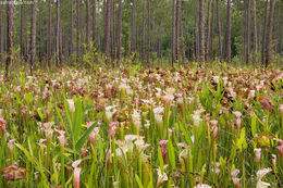 Image of crimson pitcherplant