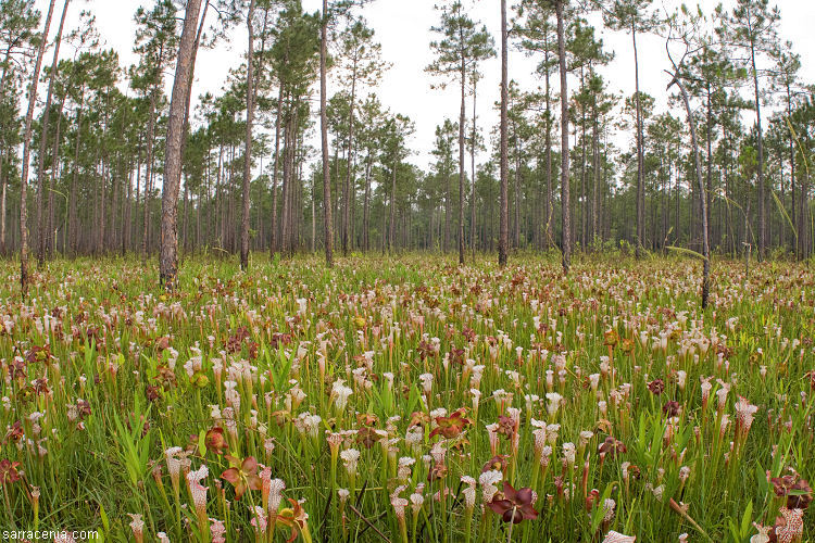 Image of crimson pitcherplant