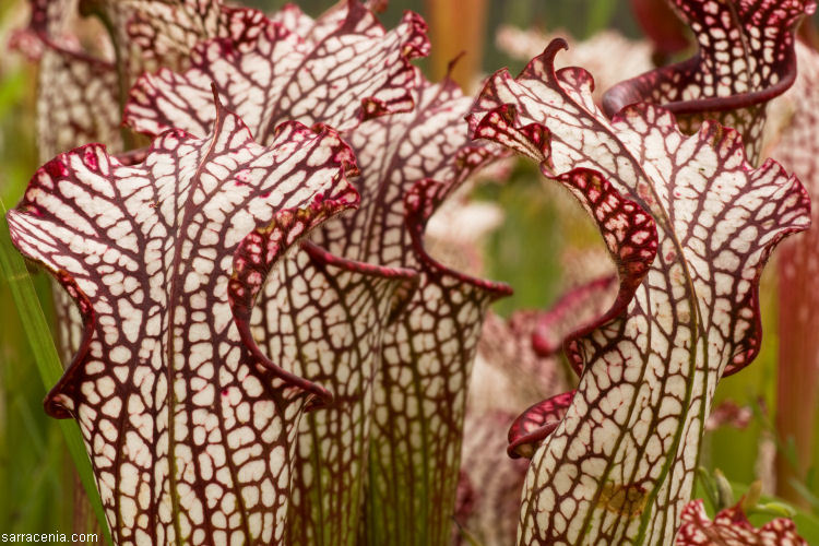 Image of crimson pitcherplant