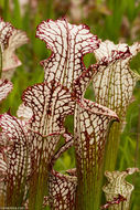 Image of crimson pitcherplant